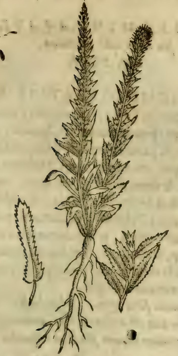 Hernández VI 205r, currungariqua