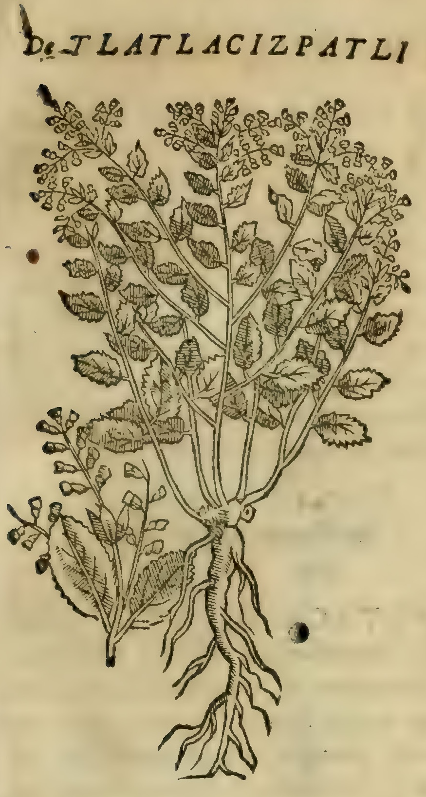 Hernández VI 207r, tlatlacizpatli