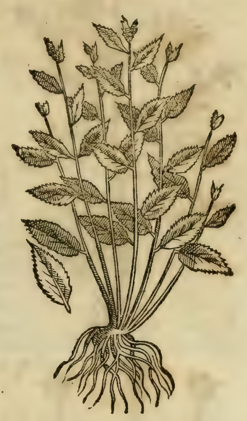 Hernández VI 207r, tlatlacizpatli