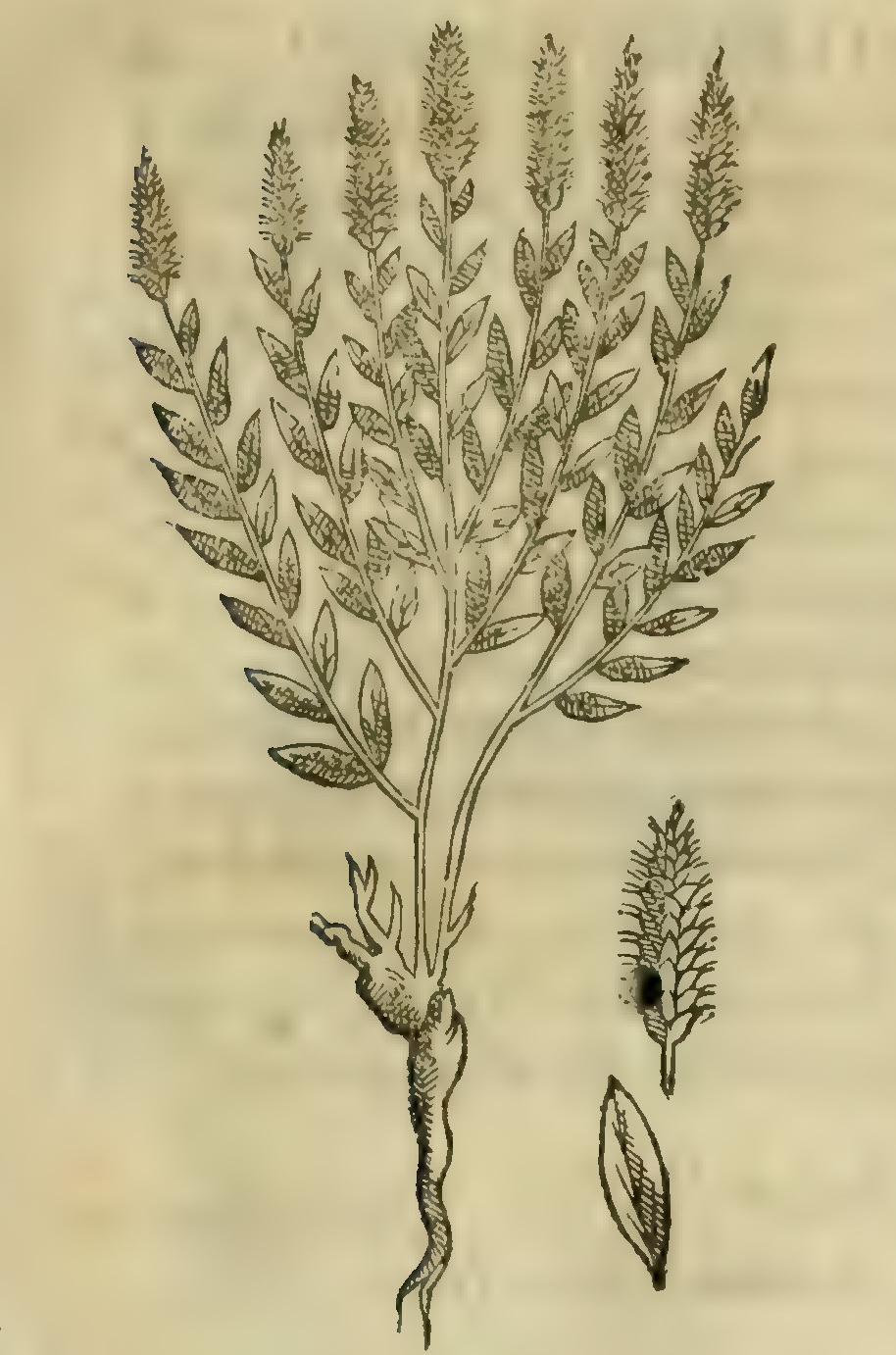 Hernández VI 209r, tlaelpatli acatlanensi