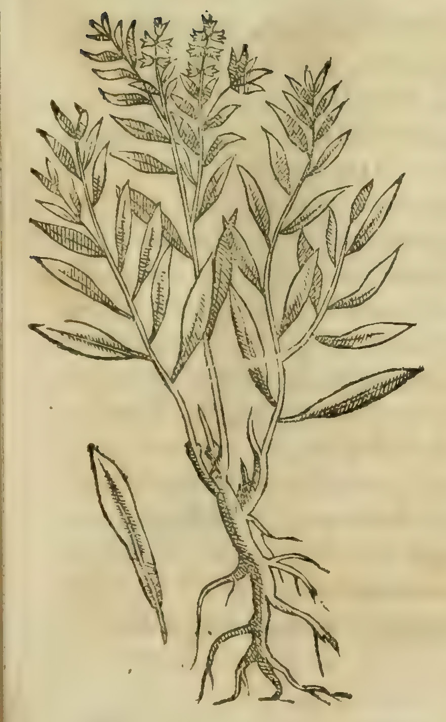 Hernández VI 209r, tlanoquilonipatli