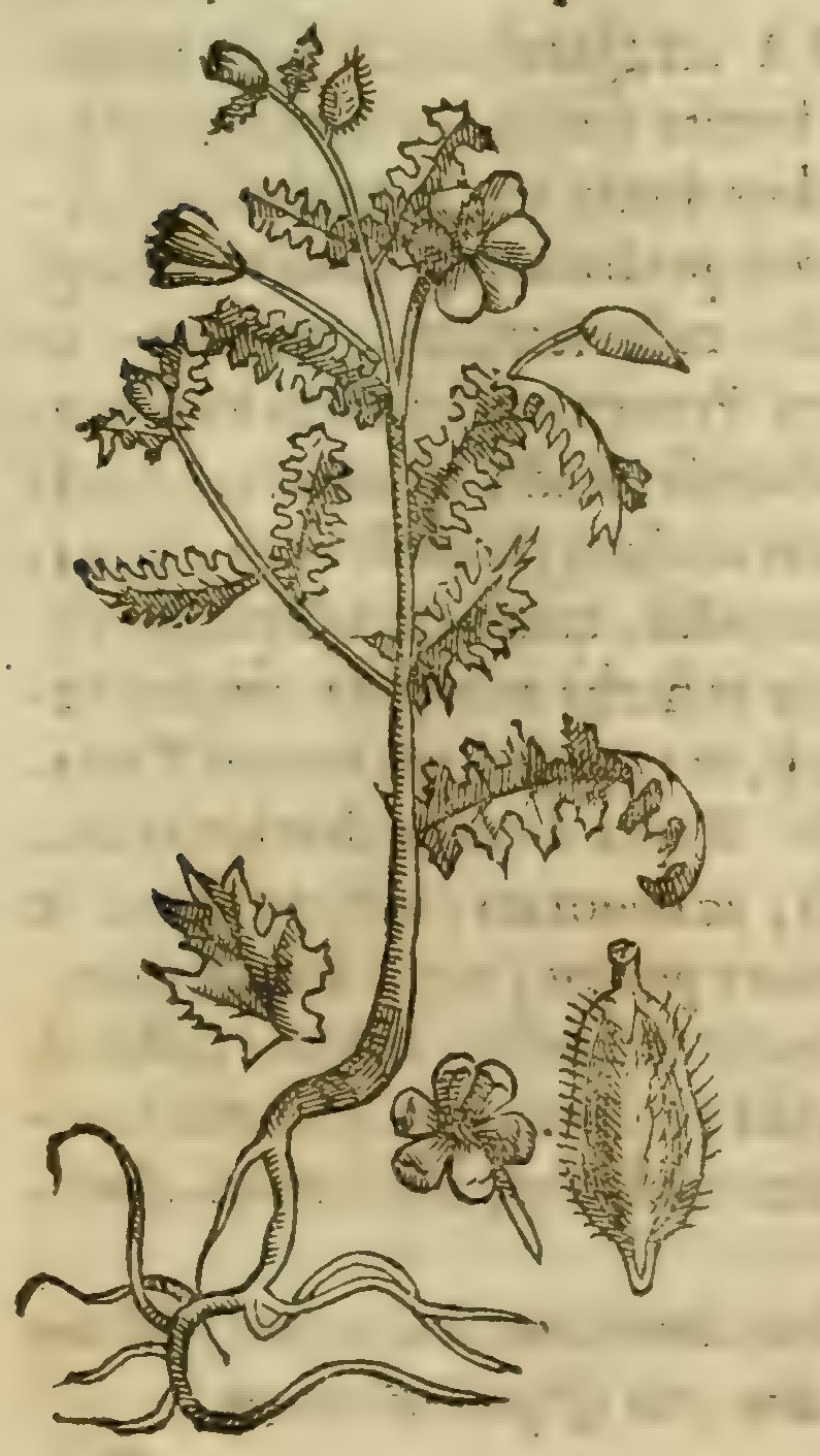 Hernández VI 216r, chicalotl