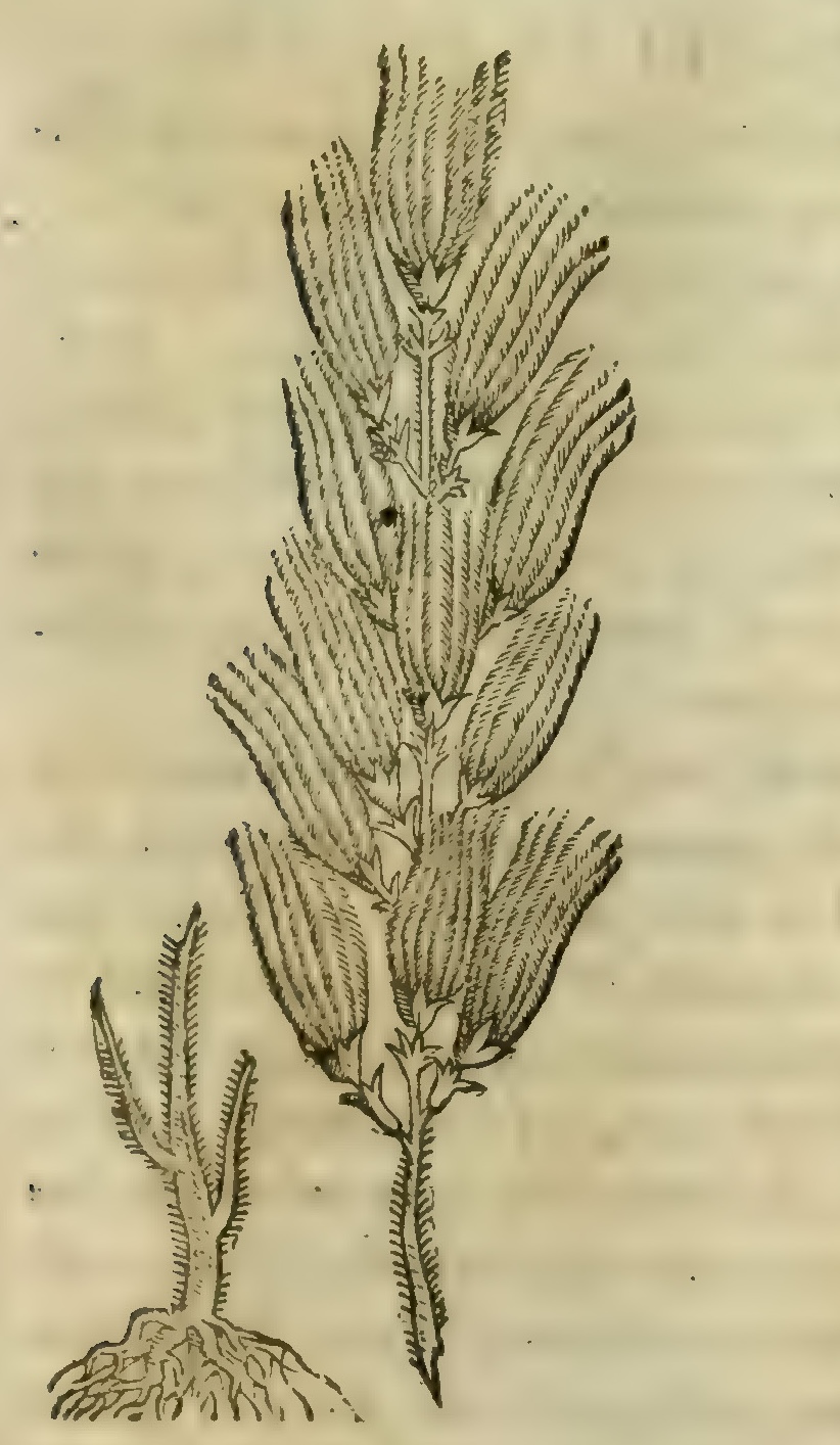 Hernández VI 219r, paradisea