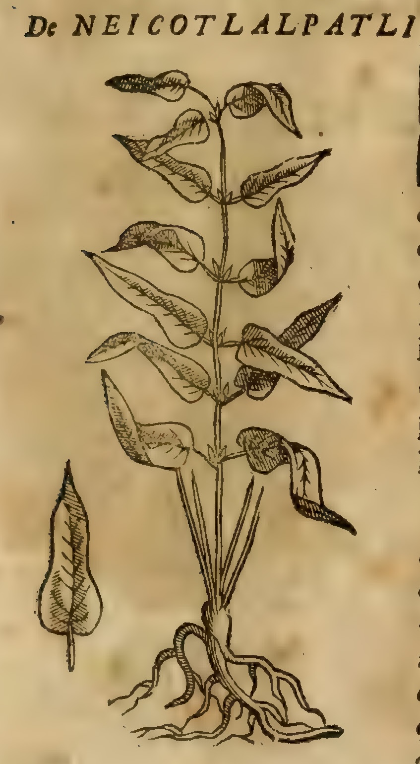 Hernández VII 221r, neicotlalpatli