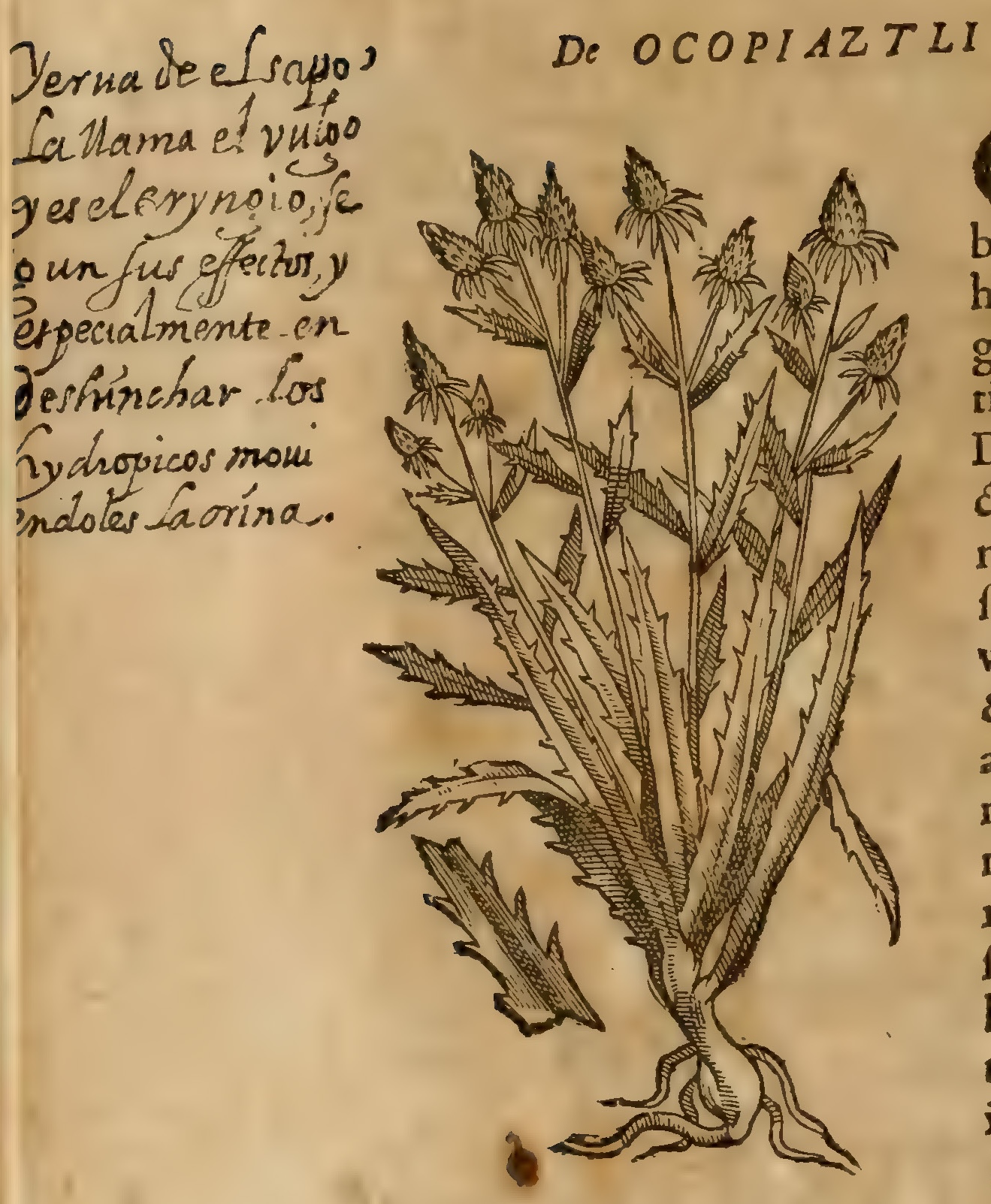 Hernández VII 222v, ocopiaztli