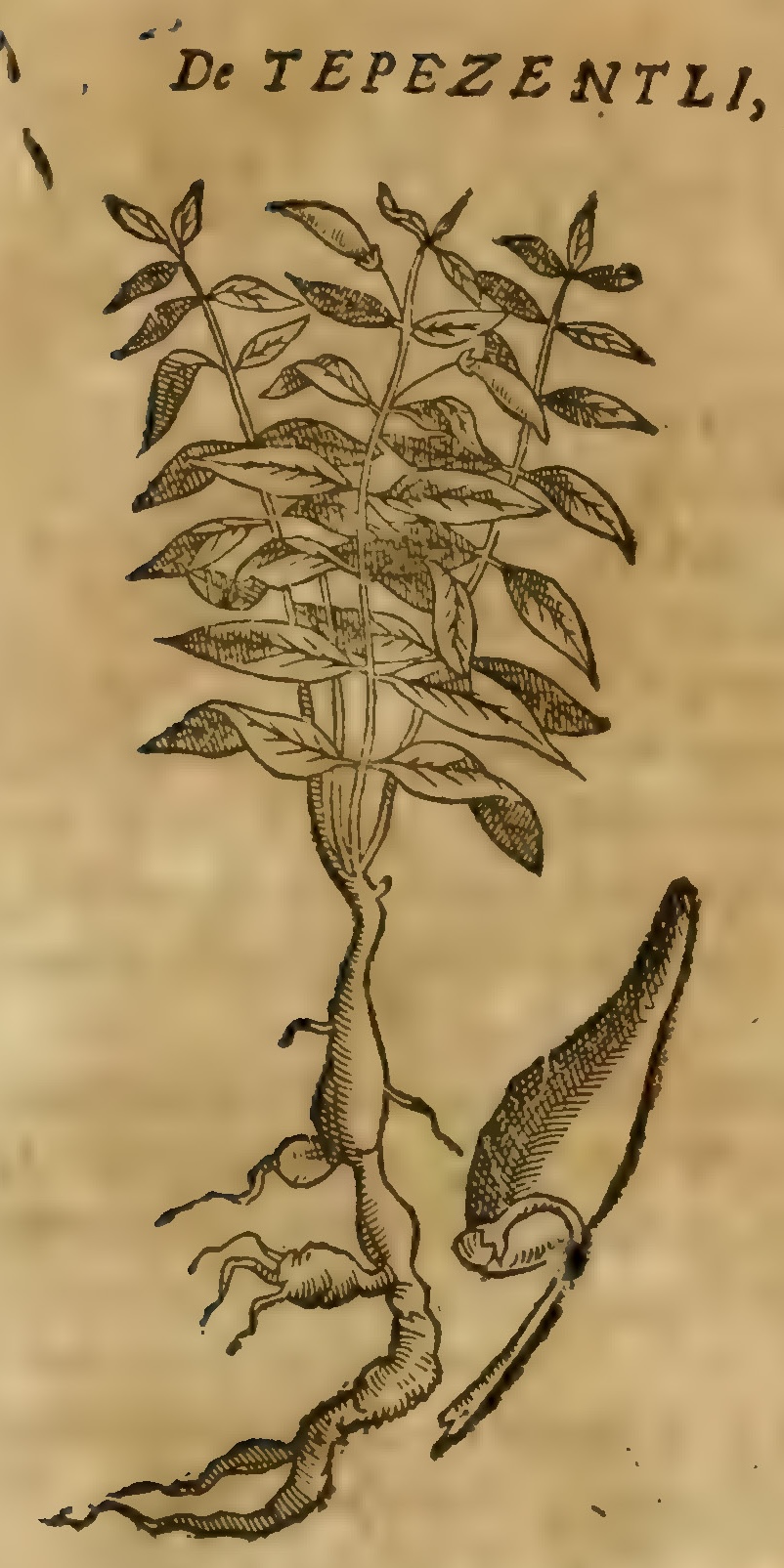 Hernández VII 223r, tepecentli