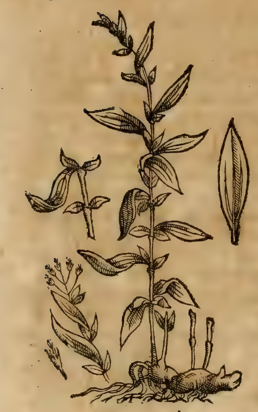 Hernández VII 224v, tlaaza camecaxochitl