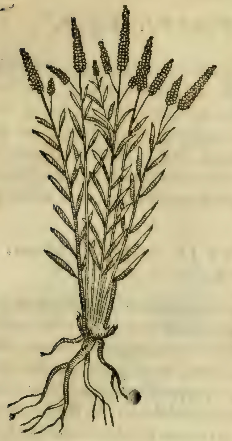 Hernández VII 225r, tlaelpatli tonale