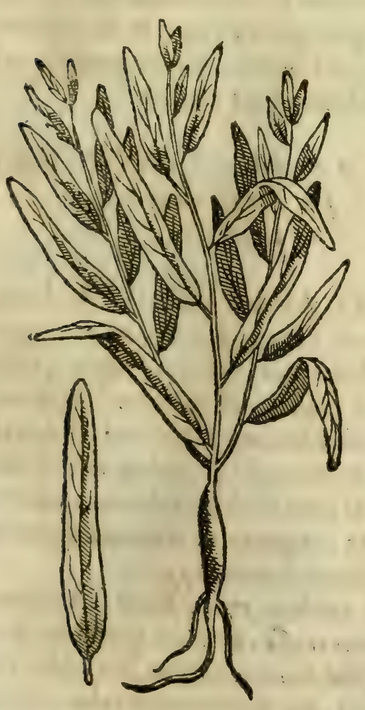 Hernández VII 225r, tlaquauhtiliz patli