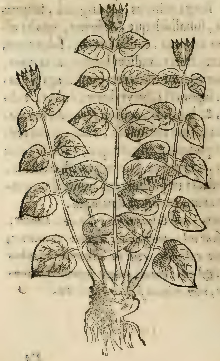 Hernández VII 226v, cacavaxochitl