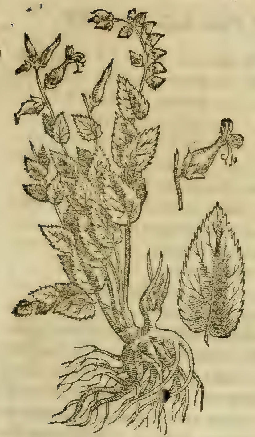Hernández VII 227r, charapeti
