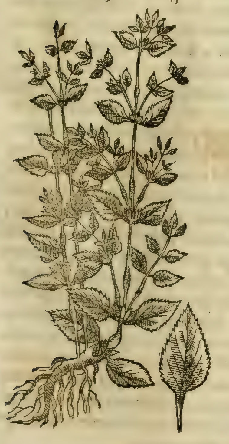 Hernández VII 227r, chichiantic coatlanensi