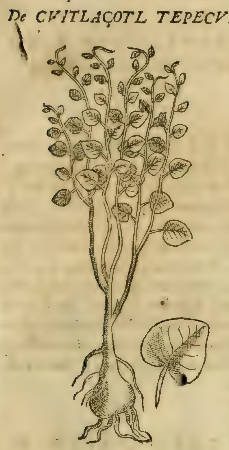 Hernández VII 229r, cuitlazotl tepecuaquilcensi