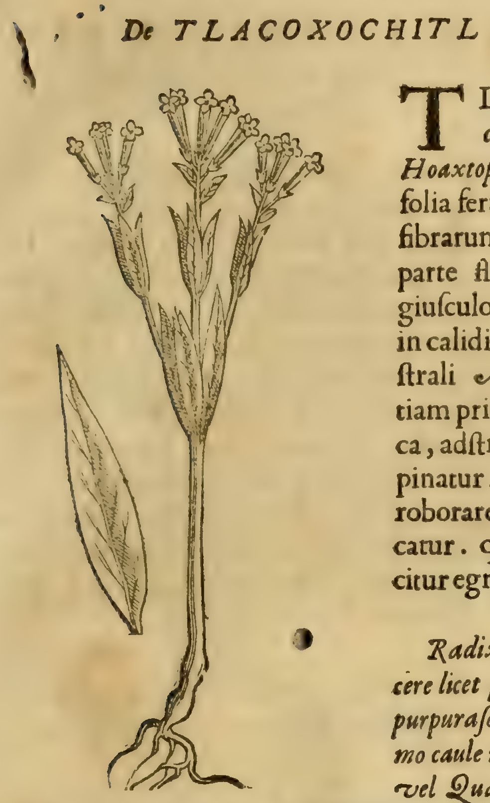 Hernández VII 231r, tlacoxochitl