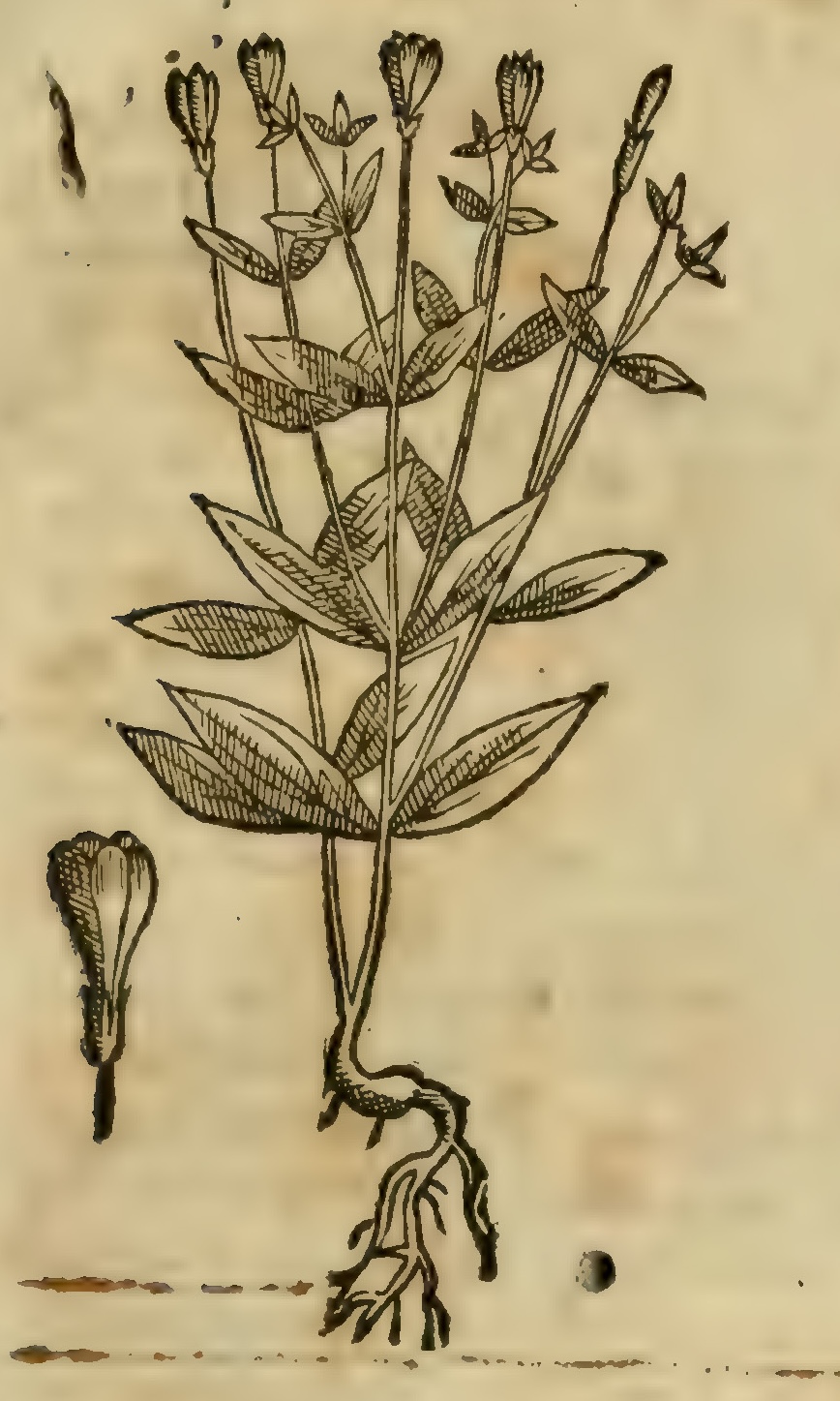 Hernández VII 233r, iztacxihuitl