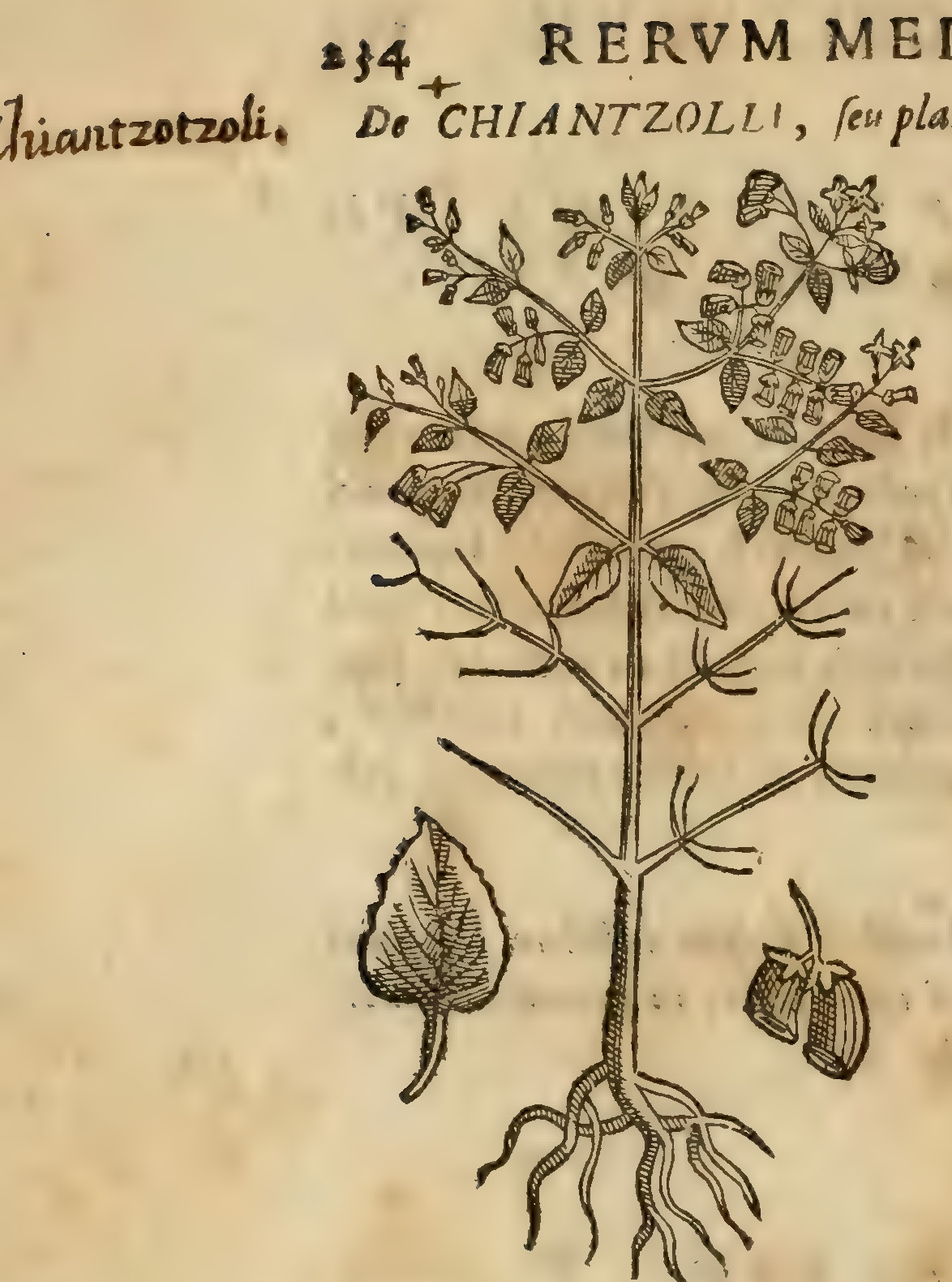 Hernández VII 234v, chiantzoli alia