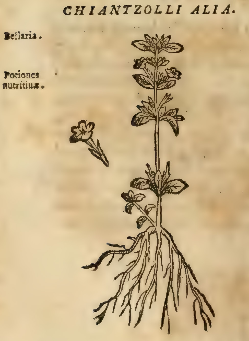 Hernández VII 234v, chiantzoli
