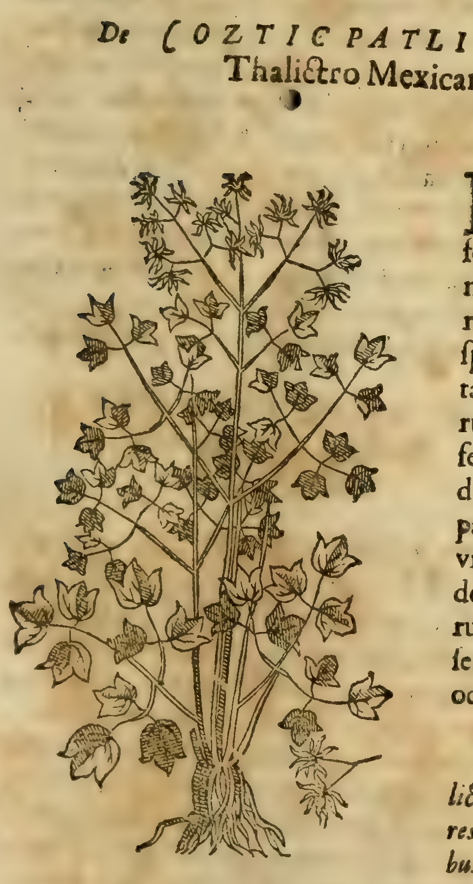 Hernández VII 235r, coztic patli