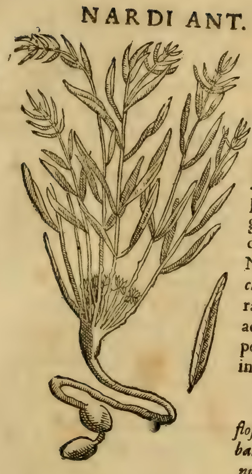 Hernández VII 237r, tatacanaltic