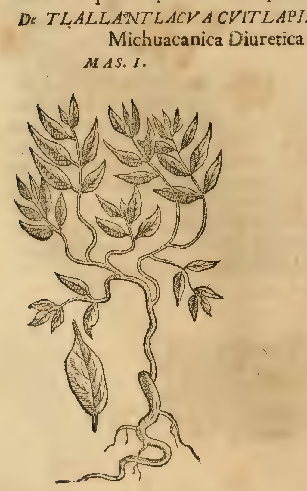 Hernández VII 238r, tlalantlacua acuitlapili