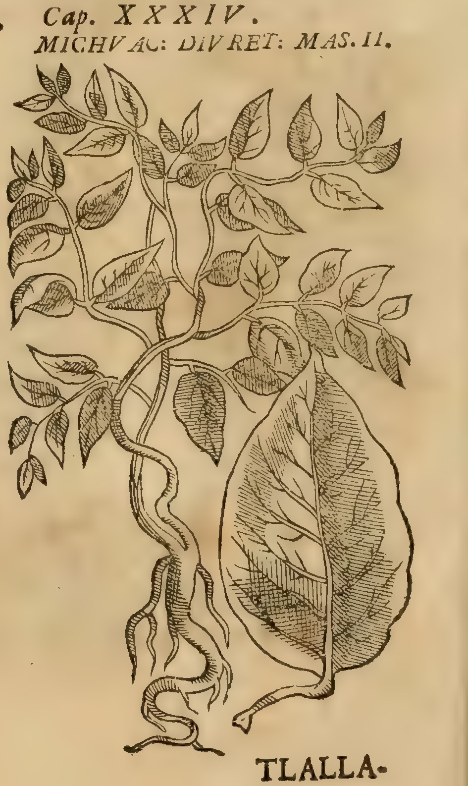 Hernández VII 238r, tlalantlacua acuitlapili