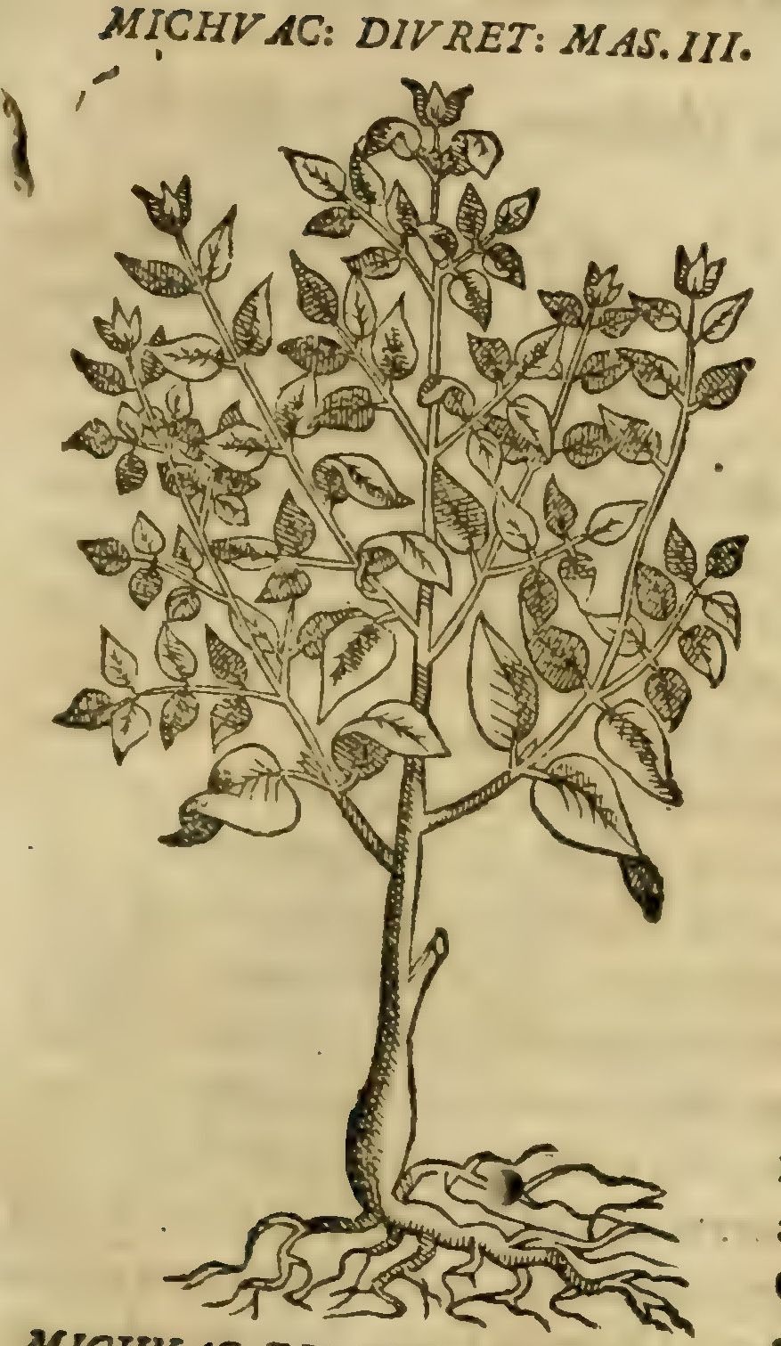 Hernández VII 239r, tlalantlacua cuitlapili