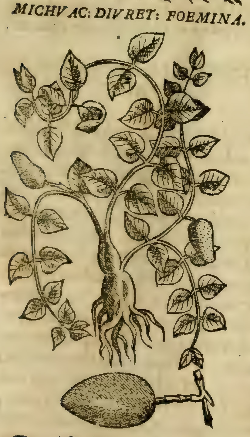 Hernández VII 239r, tlalantlacua cuatlapili