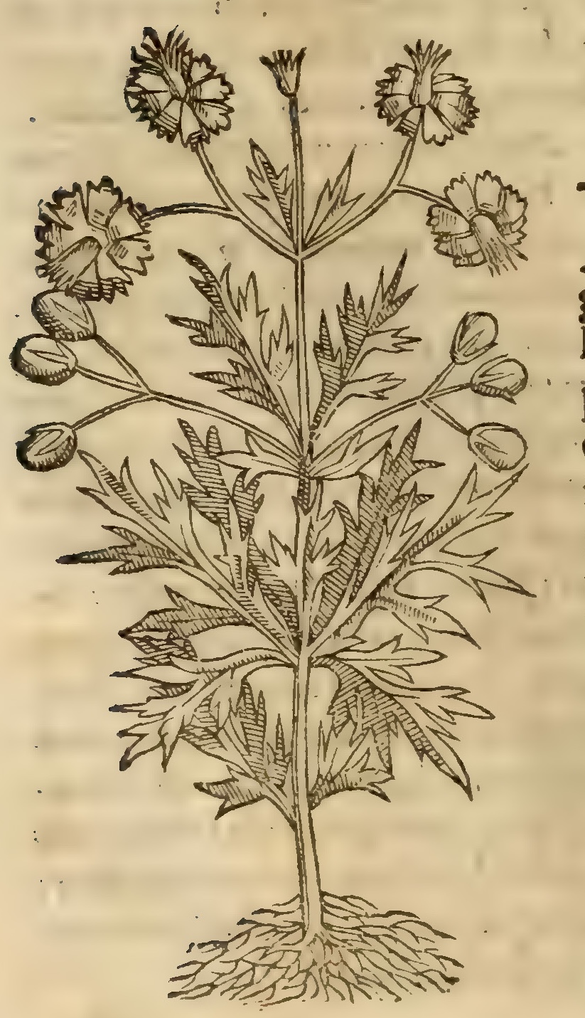 Hernández VII 240v, xochipili