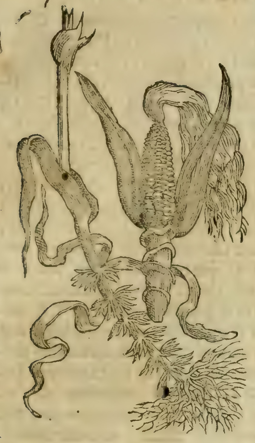 Hernández VII 243r, tlaoli