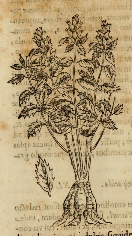 Hernández VII 248r, cuicuitlapilli