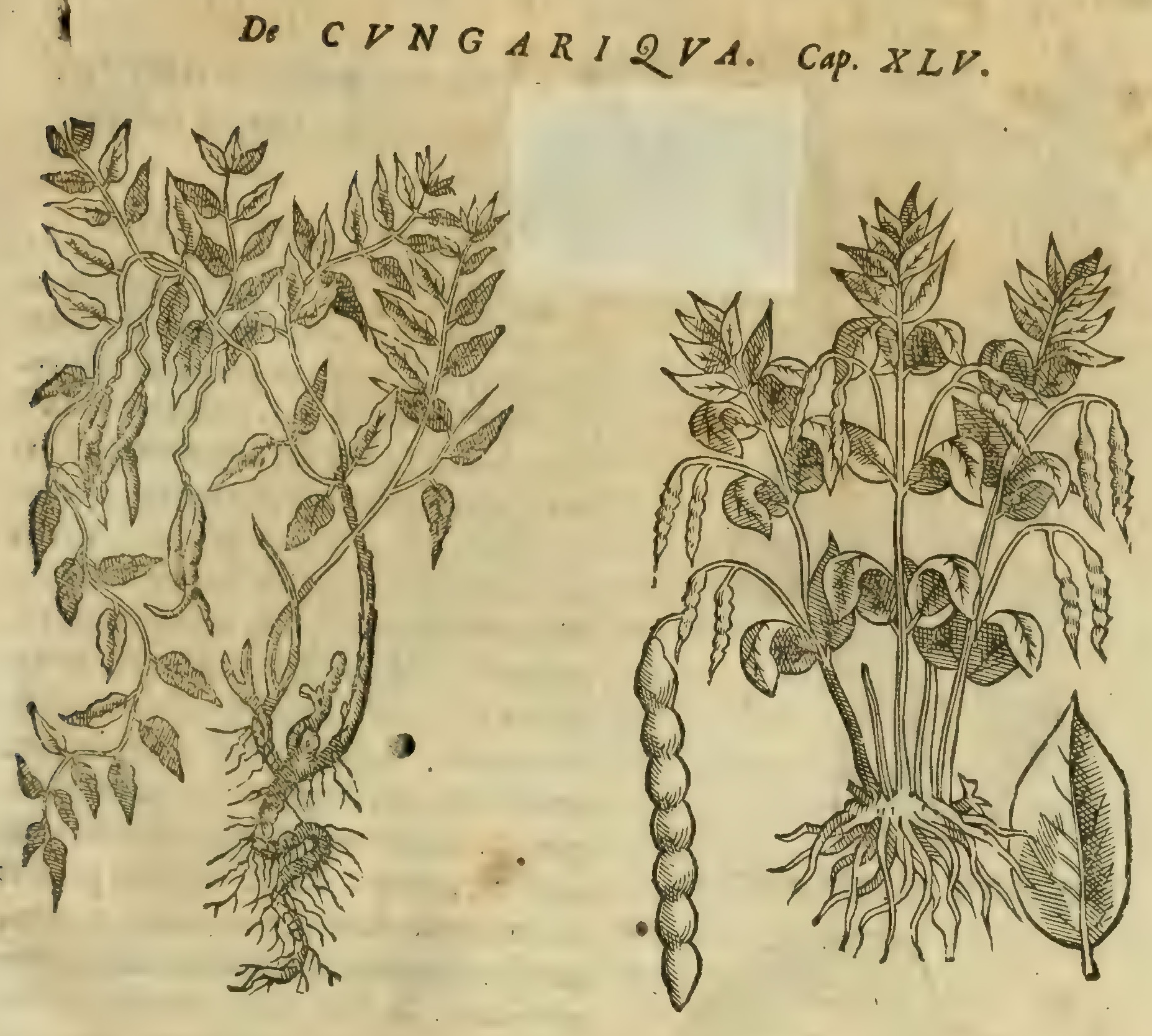 Hernández VII 249r, cungariqua
