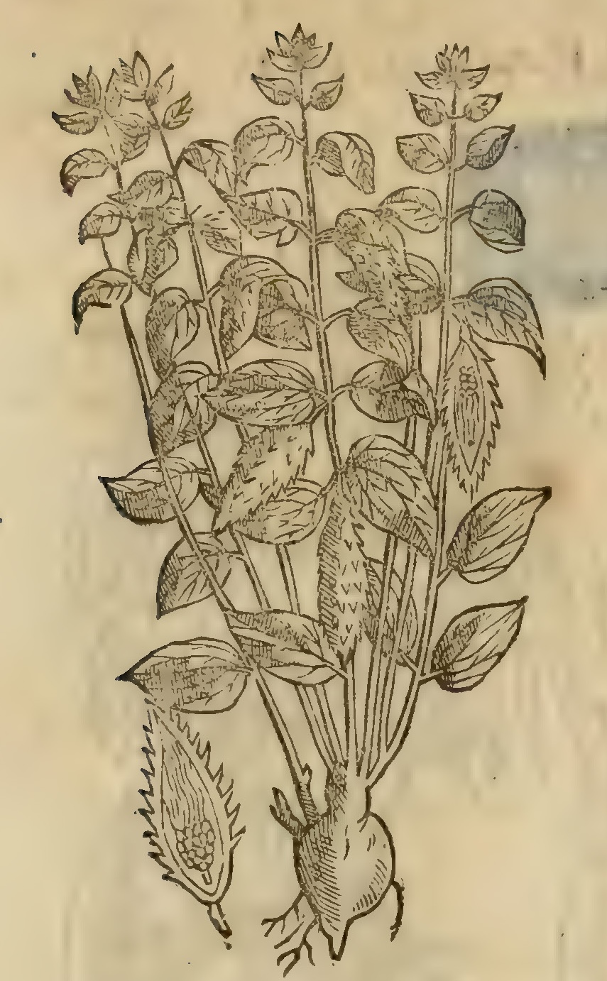 Hernández VII 250v, cuacuauhtzontic