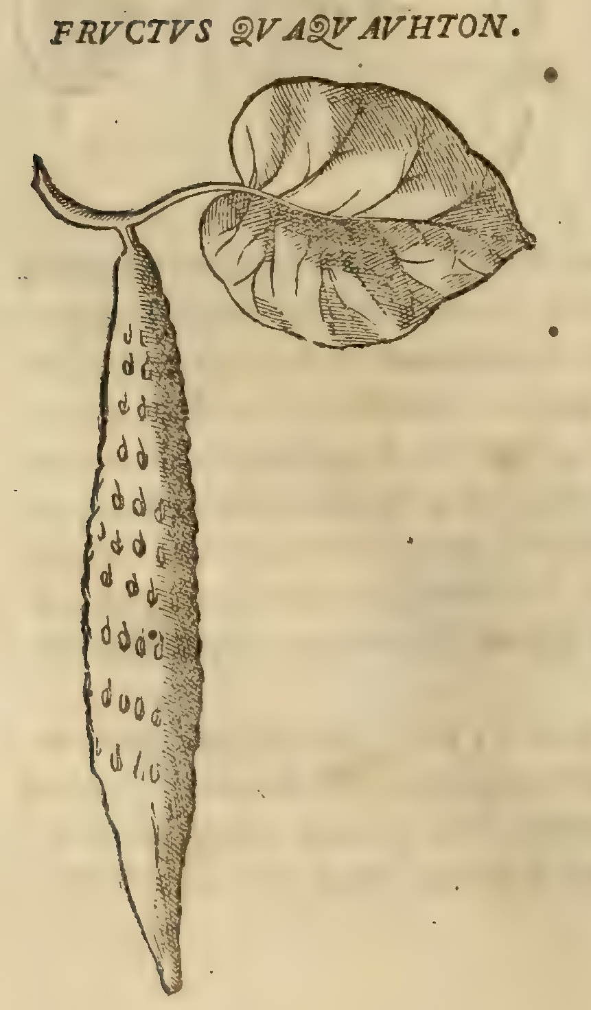 Hernández VII 250v, cuacuauhtzontic