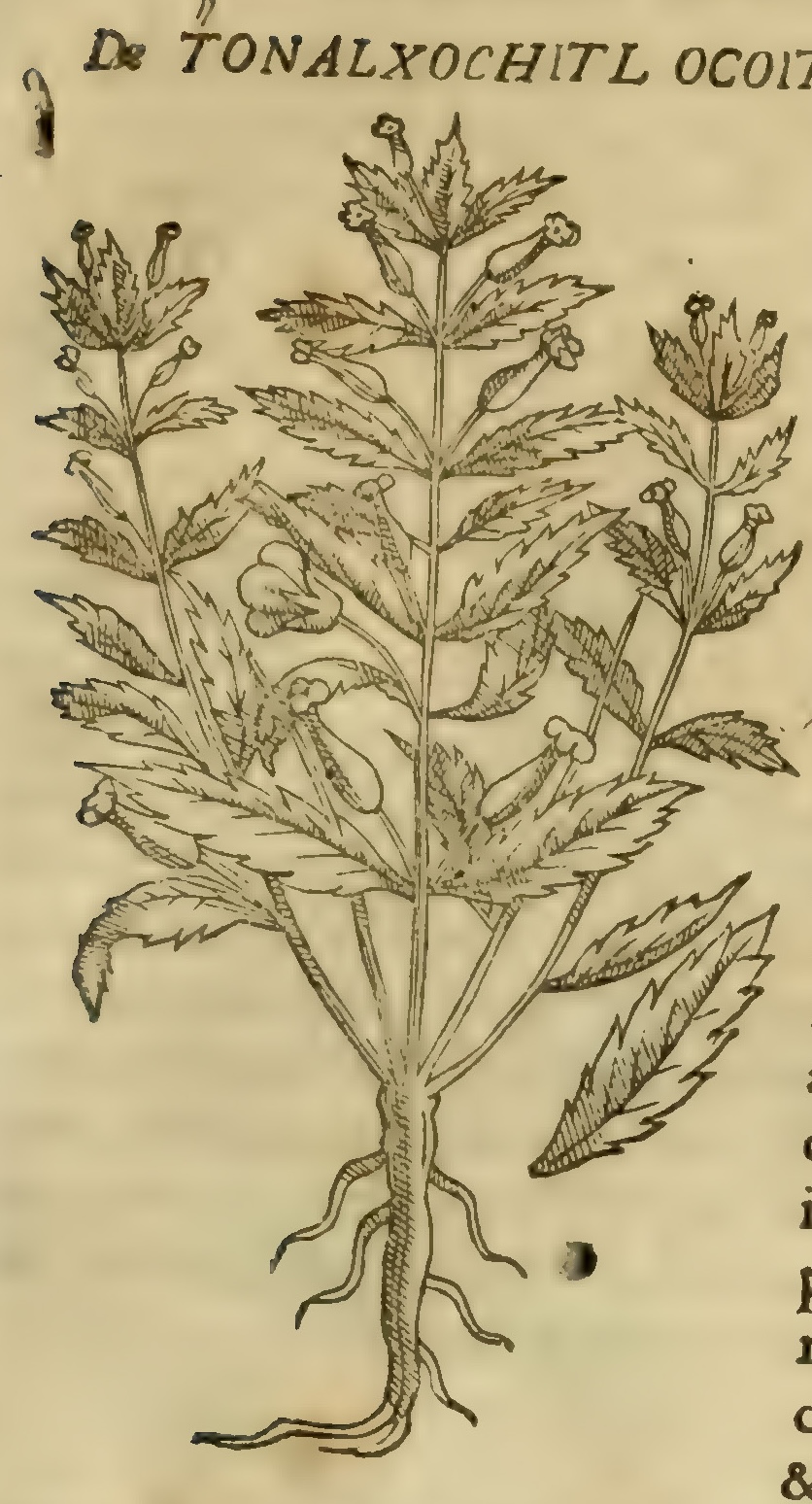 Hernández VII 251r, tonalxochitl