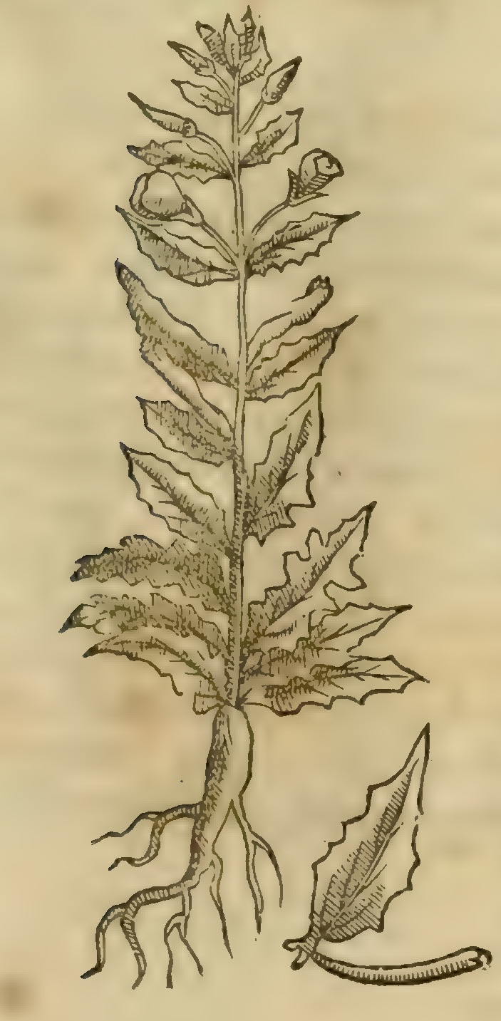 Hernández VII 251r, axochiatl