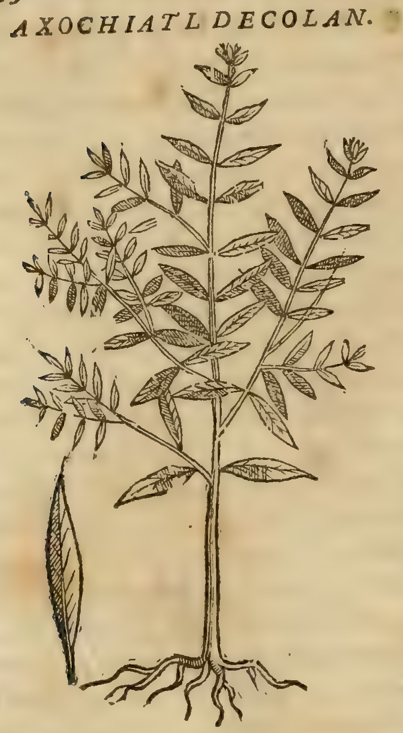 Hernández VII 252v, axochiatl decolan