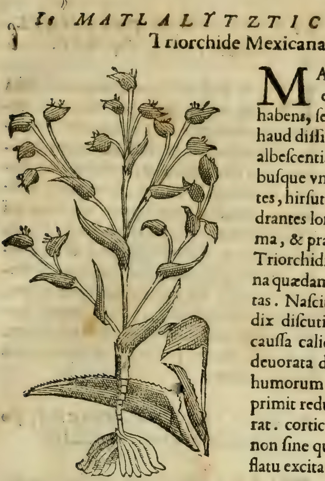 Hernández VII 253r, matlalitztic tetzocana