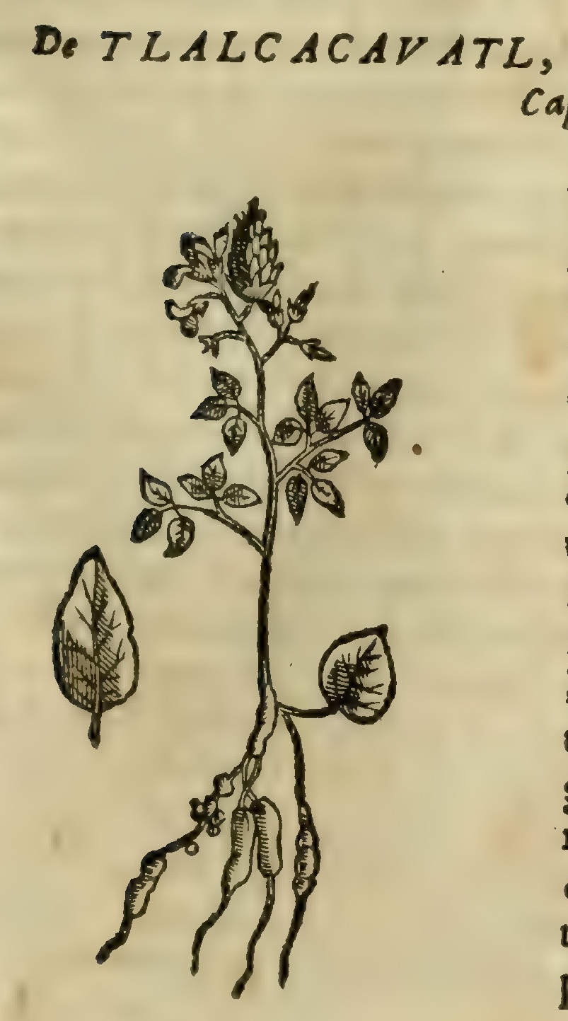 Hernández VII 253r, tlalcacahuatl