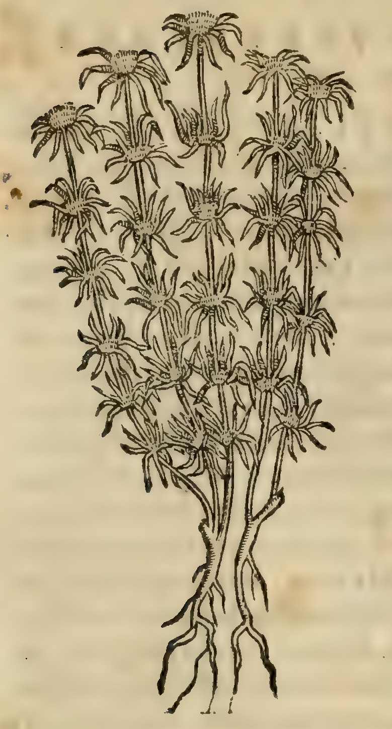 Hernández VII 254v, tzicatzon tecomatl