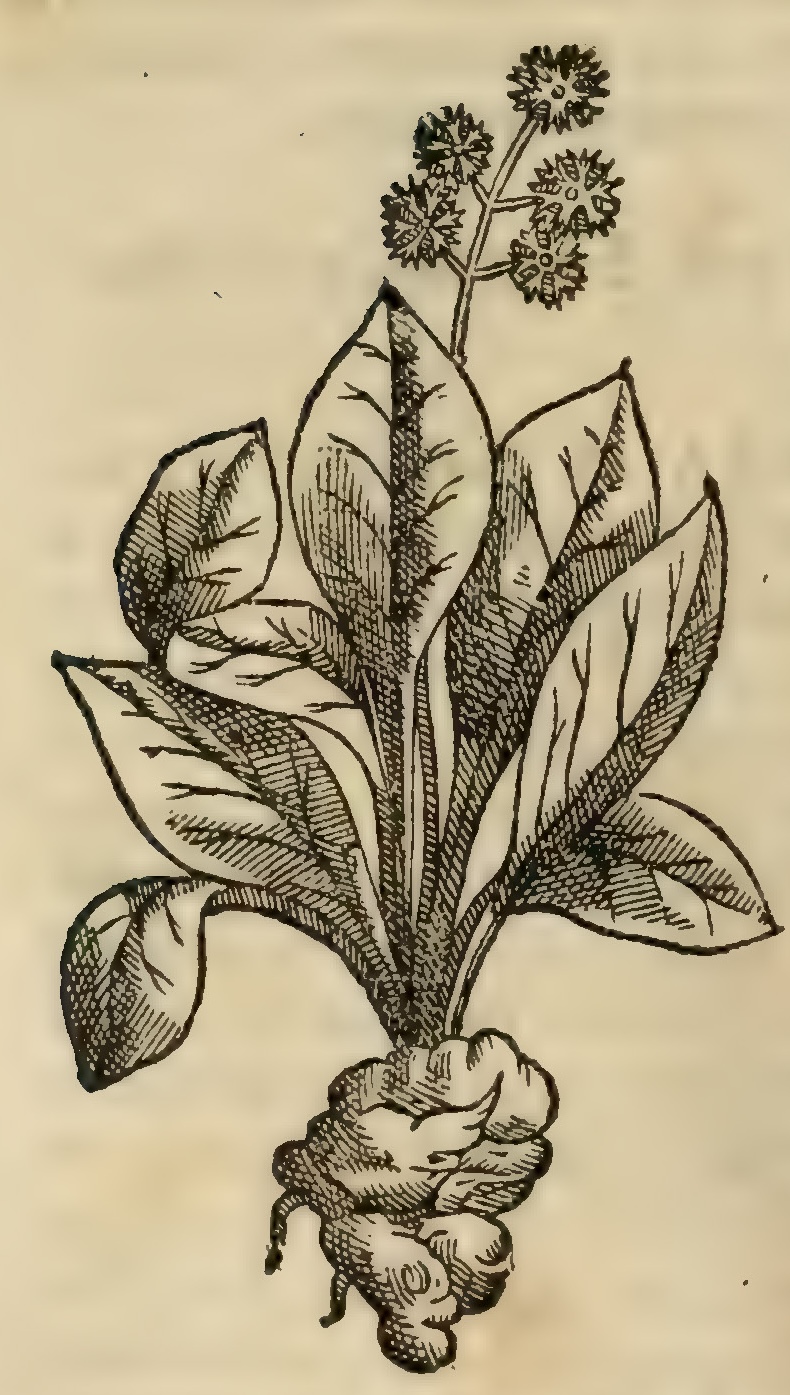 Hernández VII 254v, acui zehuariacua