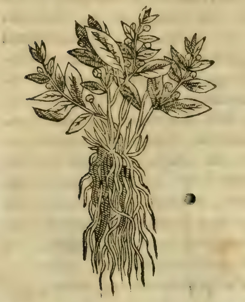 Hernández VII 255r, tlalchipilin