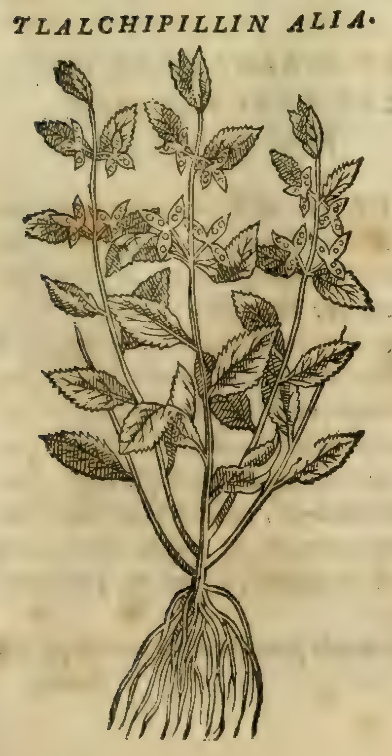 Hernández VII 255r, tlalchipilin alia