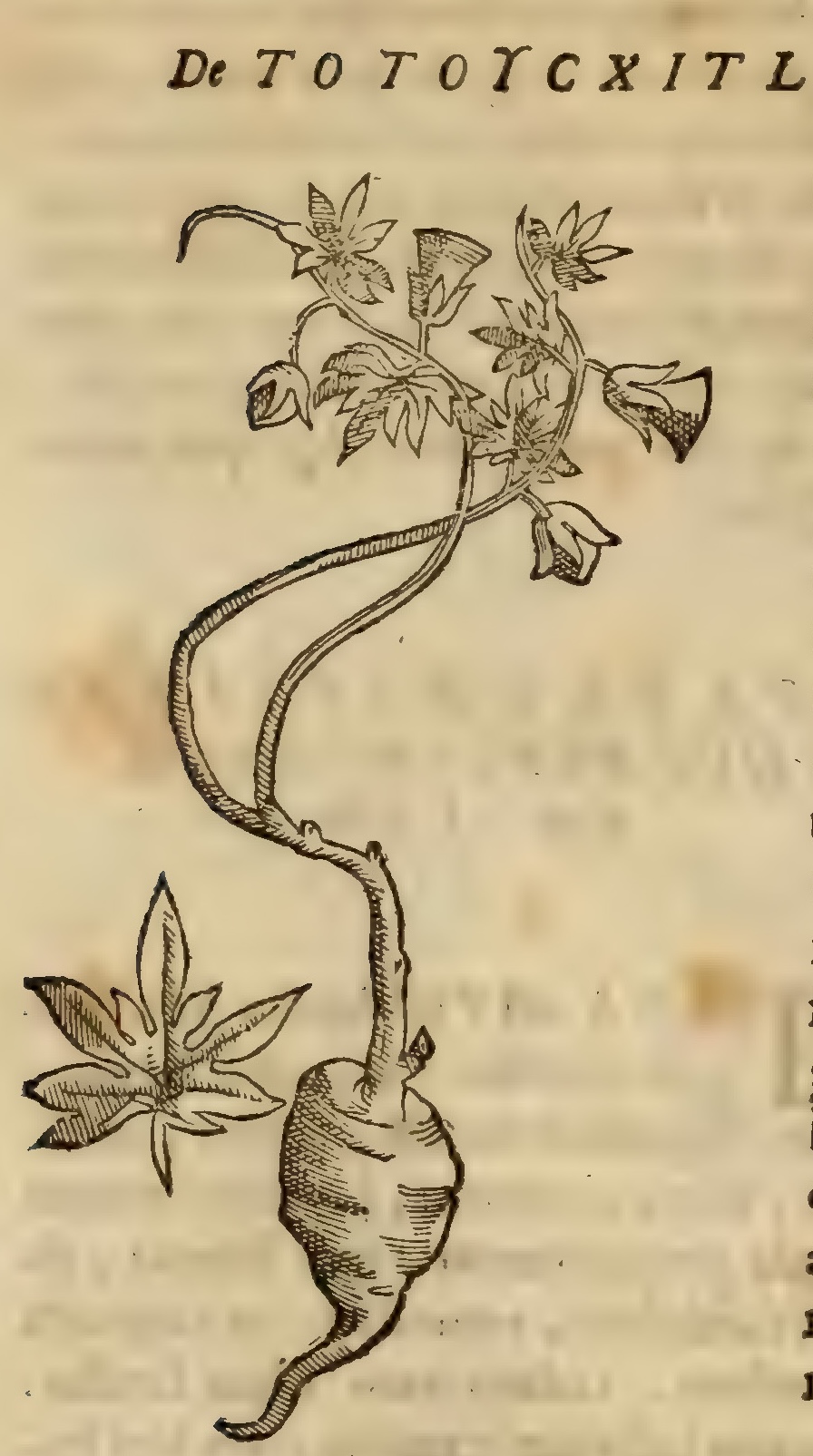 Hernández VII 256v, totoicxitl