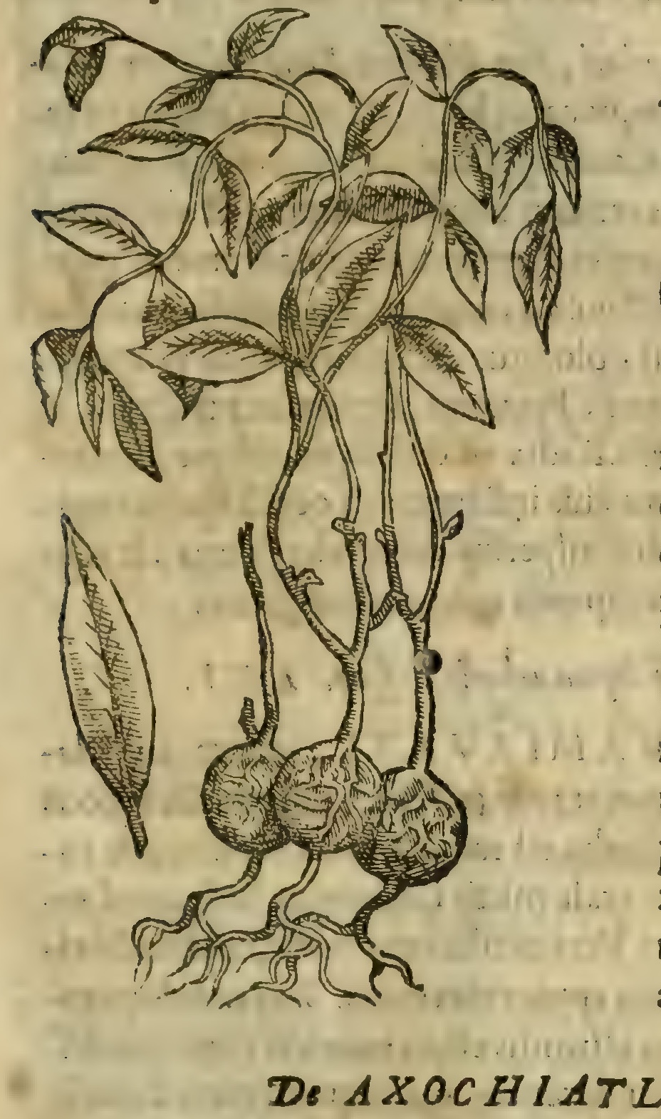 Hernández VII 257r, zocobut