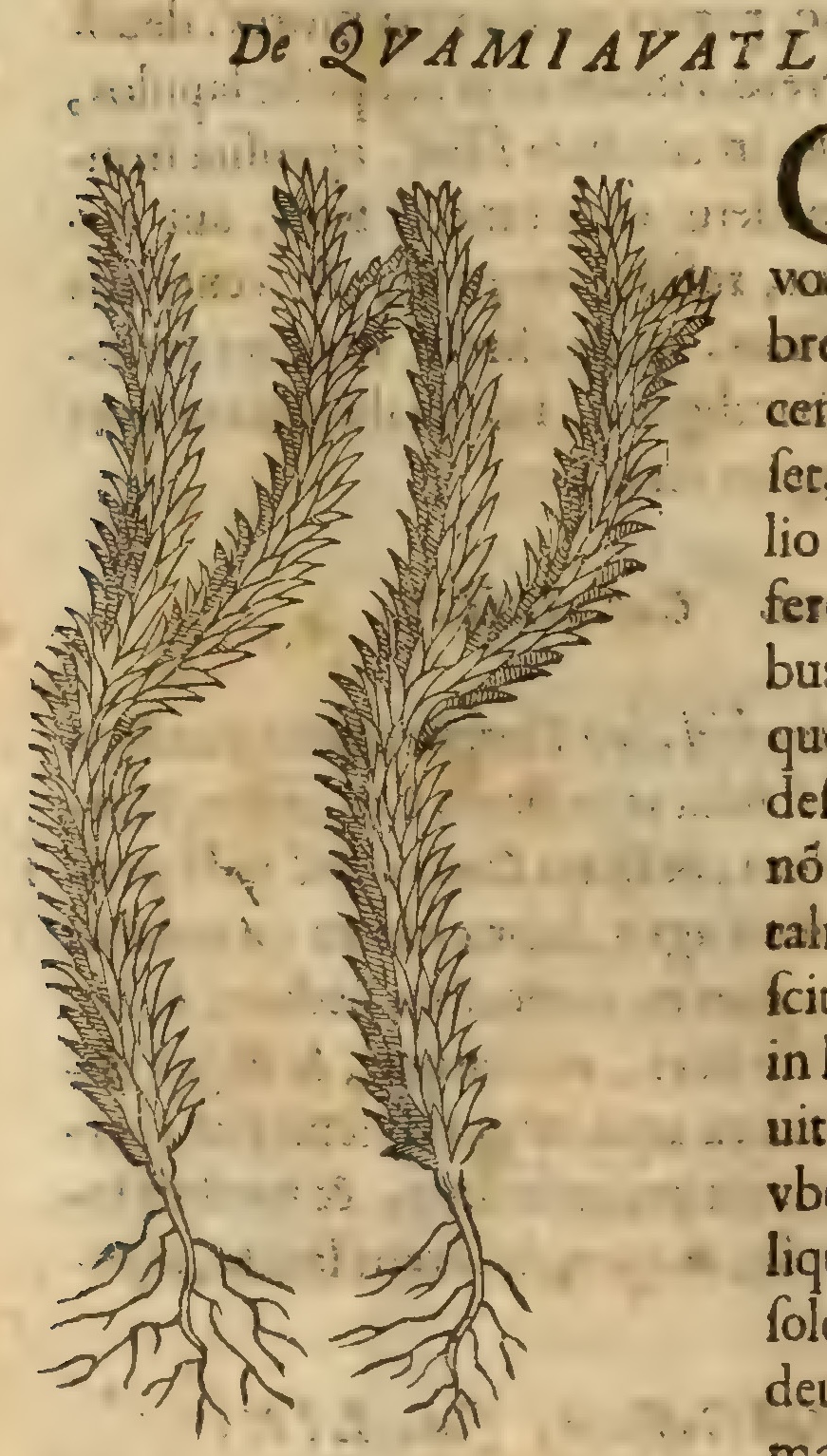 Hernández VII 258v, cuamiauatl