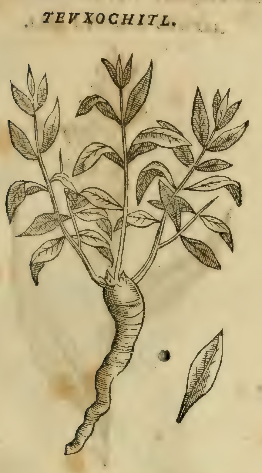 Hernández VIII 261r, teuxochitl