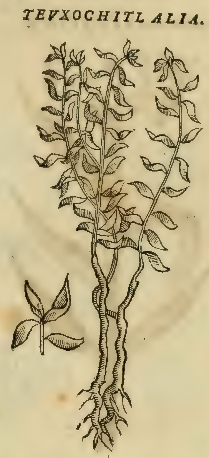 Hernández VIII 261r, teuxochitl alia