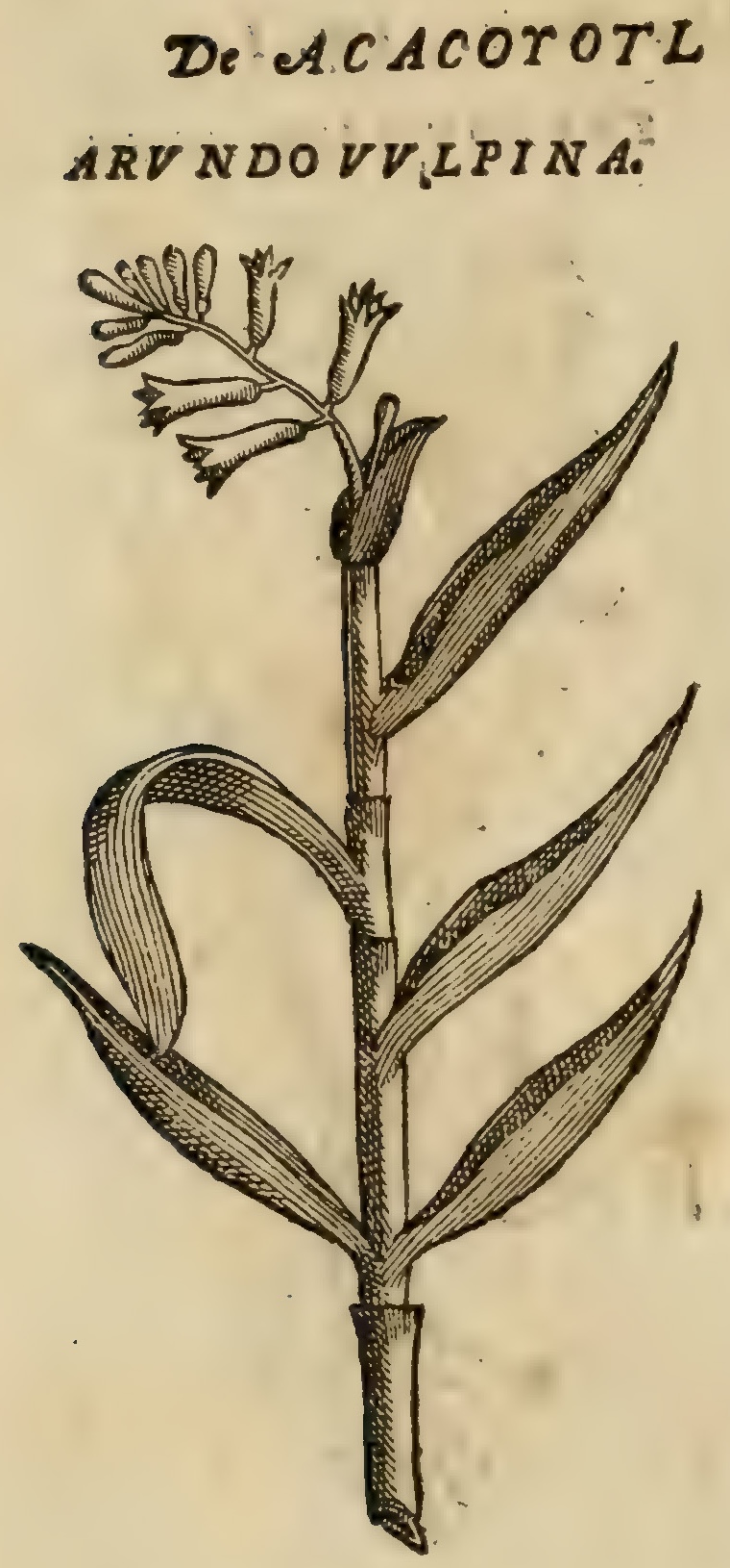 Hernández VIII 262v, acacoyotl