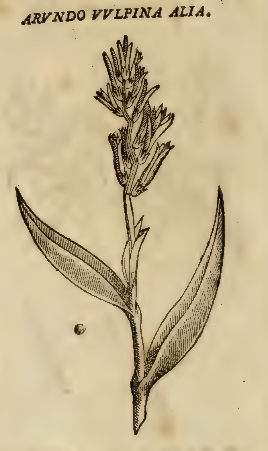 Hernández VIII 262v, acacoyotl alia