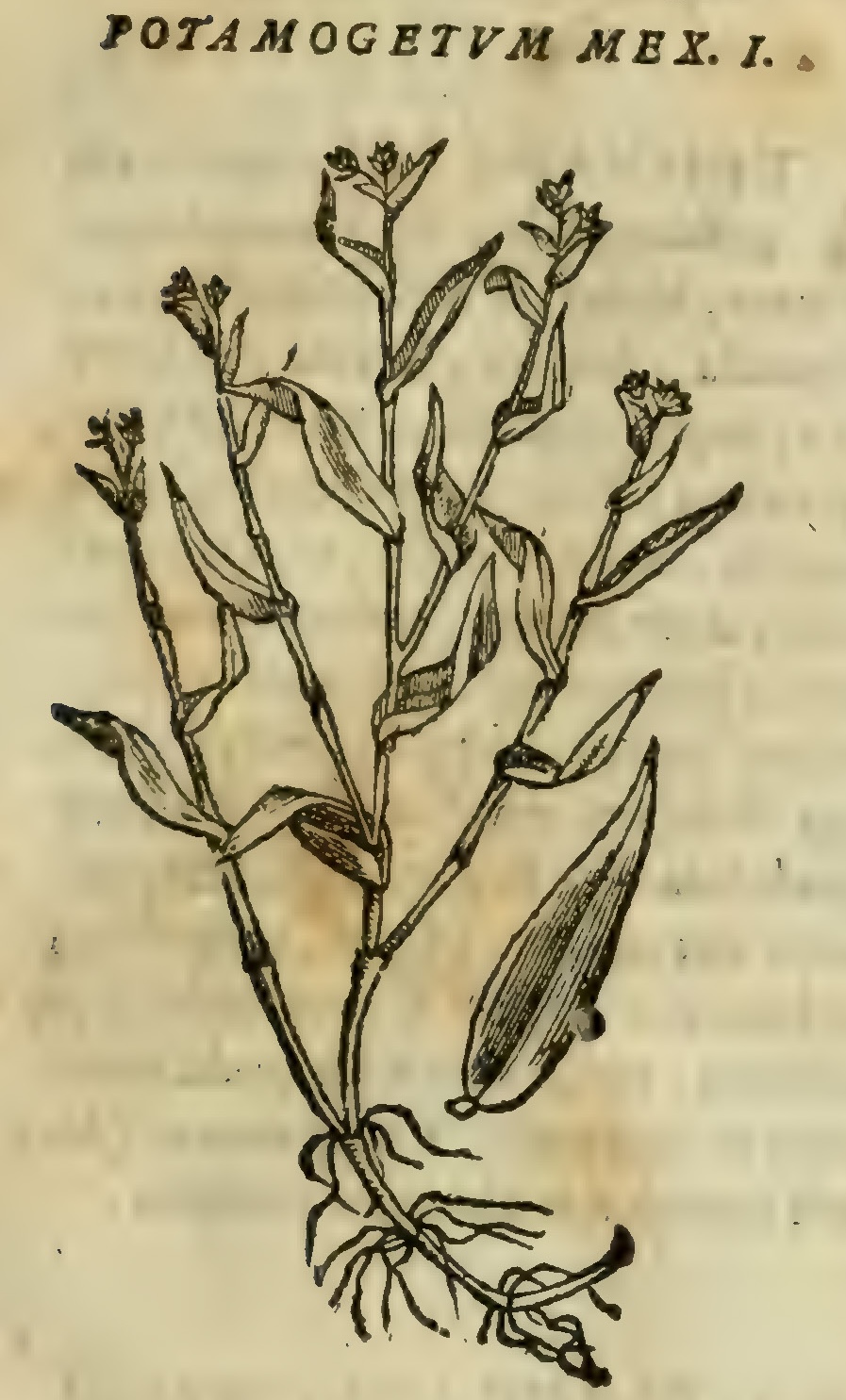 Hernández VIII 263r, acaxaxan